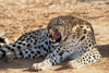 Hungriger Leopard